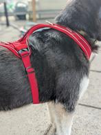 Belka comfort harness / honden tuig rood s, Dieren en Toebehoren, Ophalen of Verzenden, Zo goed als nieuw