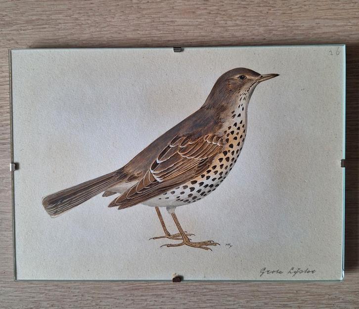 Vogels aquarel Marius Koolvoort, Antiek en Kunst, Kunst | Schilderijen | Klassiek, Ophalen of Verzenden