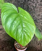 Philodendron sp. Colombia, Overige soorten, Minder dan 100 cm, Groene kamerplant, Halfschaduw