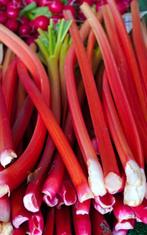 Vaste plant : Rabarberplanten 5 euro, Tuin en Terras, Planten | Tuinplanten, Vaste plant, Halfschaduw, Zomer, Ophalen