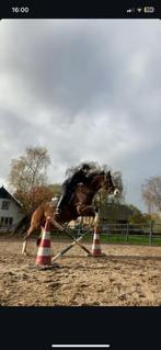 Bijrijder ( verzorgers ) aangeboden, Dieren en Toebehoren