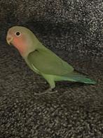 Prachtige Lieve Jonge en Hand Tamme Agapornis Dwergpapegaai, Meerdere dieren, Dwergpapegaai of Agapornis, Tam