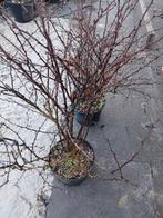 Zuurbes(Berberis thunbergii), Ophalen of Verzenden, Overige soorten, Haag, Minder dan 100 cm