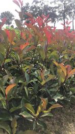 Glansmispel en olijfwilg struiken haag haagplanten photinia, Tuin en Terras, Planten | Struiken en Hagen, Ophalen of Verzenden