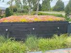 Sedum groendak maak het zelf isolatie op uw dak, Ophalen of Verzenden, Zomer, Volle zon
