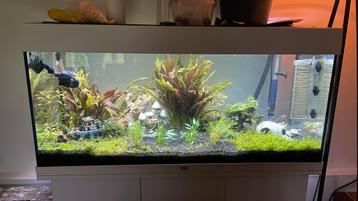 Aquarium van 180 Liter | Luxe filterpomp | C02 systeem beschikbaar voor biedingen