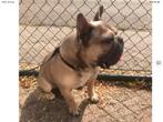 Franse bulldog bleu fawn fci is gekeurd, Dieren en Toebehoren, 6 jaar of ouder, Parvo, Reu, Bulldog