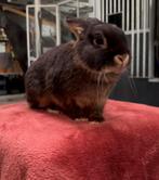Prachtige kleurdwerg voedster choco tan, Dieren en Toebehoren, Konijnen, Vrouwelijk, Dwerg