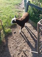 jonge ram, Mannelijk, Schaap