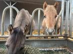 Veulens te koop - Wildkleur Fjord x Arabier en Welsh A, Dieren en Toebehoren, Pony's, Merrie, 0 tot 2 jaar, Gechipt, Onbeleerd