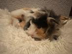 Pevuriaanse langharige baby cavia s punk driekleurige, Dieren en Toebehoren, Knaagdieren, Juli, Meerdere dieren, Cavia