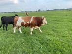 Fleckvieh dekstier, Dieren en Toebehoren, Runderen, Mannelijk