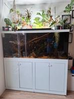 AQUALIFE lacobel aquarium 170x70x70cm compleet, Ophalen, Gebruikt, Gevuld zoetwateraquarium
