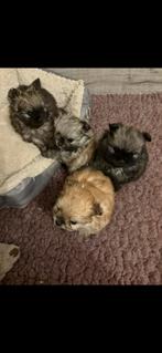 Raszuivere lieve kleine pomeriaan puppys, Dieren en Toebehoren, Honden | Poolhonden, Keeshonden en Oertypen, 8 tot 15 weken, Meerdere
