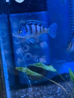 Metriaclima Lombardoi ( malawi cichlide) eigen foto’s, Vis