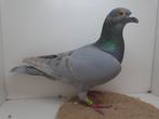 Kleurpostduif kleurpostduiven, Meerdere dieren, Postduif