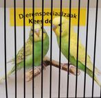 Jonge grasparkietjes leuk om tam te maken, Dieren en Toebehoren, Meerdere dieren, Parkiet, Tam