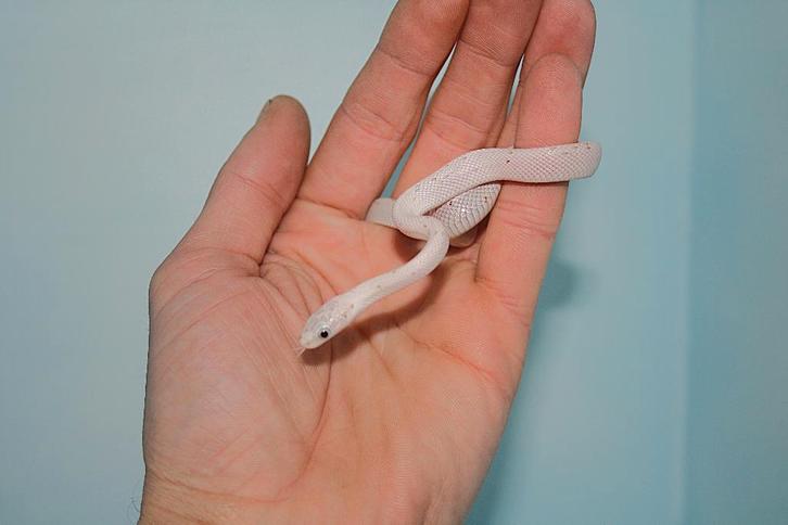 Jonge Palmetto korenslangen!