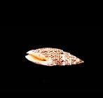 Schelp zeeslak., Verzamelen, Ophalen of Verzenden