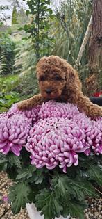 Dwerg Poedel, Dieren en Toebehoren, Honden | Chihuahua's en Gezelschapshonden, Poedel, Rabiës (hondsdolheid), 8 tot 15 weken, Buitenland