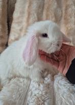 Jong Nederlands Hangoor Dwergje. Blauwoog., Mannelijk, Dwerg, Hangoor, 0 tot 2 jaar