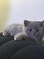 Britse korthaar kittens, Dieren en Toebehoren, Poes, Ontwormd