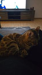 Bengaalse kat, Dieren en Toebehoren, Poes