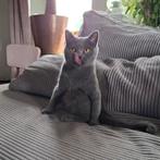Britse korthaar poes te koop., Poes