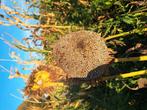 Zonnebloempitten, Dieren en Toebehoren, Vogels | Toebehoren, Ophalen