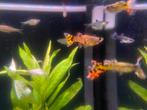Te koop Guppy’s, Dieren en Toebehoren, Vissen | Aquariumvissen, Vis, Zoetwatervis
