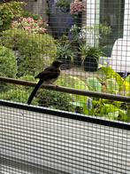 Schamalijster, Dieren en Toebehoren, Vogels | Overige Vogels, Meerdere dieren, Wildzangvogel, Geringd