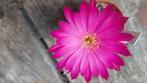 lobivia winteriana cactus succulent mooi paars rose, Verzenden, Halfschaduw, Cactus, Minder dan 100 cm