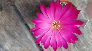 lobivia winteriana cactus succulent mooi paars rose beschikbaar voor biedingen