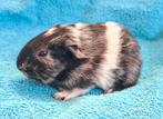 Koppeltje beren cavia, Augustus, Mannelijk, Cavia