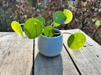 Pannenkoekplantje in pot (jufcadeautje?), Huis en Inrichting, Ophalen, Overige soorten, In pot, Minder dan 100 cm