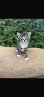 Hele sociale kittens opgegroeid op een zorginstelling, Meerdere dieren