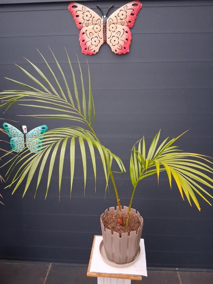 Palm in pot, Huis en Inrichting, Kamerplanten, Minder dan 100 cm, Halfschaduw, In pot, Ophalen