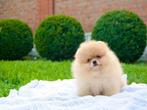 Micro creme pomeranian bearface pup pomeriaan bear FCI mini, Dieren en Toebehoren, Honden | Chihuahua's en Gezelschapshonden, Rabiës (hondsdolheid)