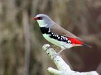 Gezocht enkele Diamantvinkjes en Blauwfazantjes zie foto's., Tropenvogel
