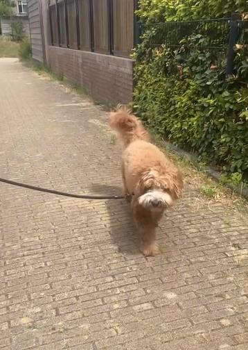 Hondenuitlaatservice – Hondenlaan in Amstelveen  beschikbaar voor biedingen