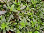 Arabis procurrens - randjesbloem - rijstebrij, Ophalen, Bodembedekkers, Vaste plant, Halfschaduw