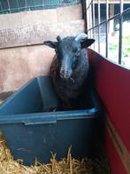 Ram Shetlandram Shetlandschaap, Dieren en Toebehoren, Schapen, Geiten en Varkens, Mannelijk, Schaap