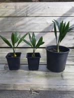 Palm zaailingen, Tuin en Terras, Planten | Tuinplanten, Ophalen of Verzenden, Overige soorten, Bloeit niet, Volle zon