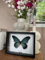 Vlinder in lijst - vintage, Ophalen of Verzenden