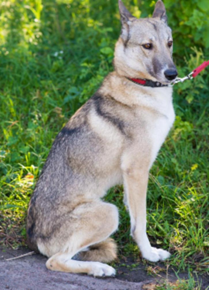 Leia lijkt op een wolf, maar in de ziel is ze een lammetje., Dieren en Toebehoren, Honden | Niet-rashonden, Middel, Teef, Particulier