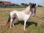 Onze lieve pintaloosa toverbal, Dieren en Toebehoren, Pony's, Hengst, A pony (tot 1.17m), Recreatiepony, 0 tot 2 jaar