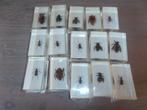 15 insecten in acryl---7 x 4 cm, Dieren en Toebehoren, Insecten en Spinnen, Overige soorten