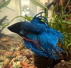 Betta crowntail, Dieren en Toebehoren, Vis