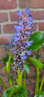 Snoekkruid, moerashyacint, Pontederia cordata, Tuin en Terras, Vijvers, Ophalen, Nieuw