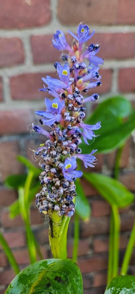 Snoekkruid, moerashyacint, Pontederia cordata, Tuin en Terras, Vijvers, Nieuw, Ophalen